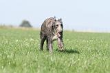 DEERHOUND 014